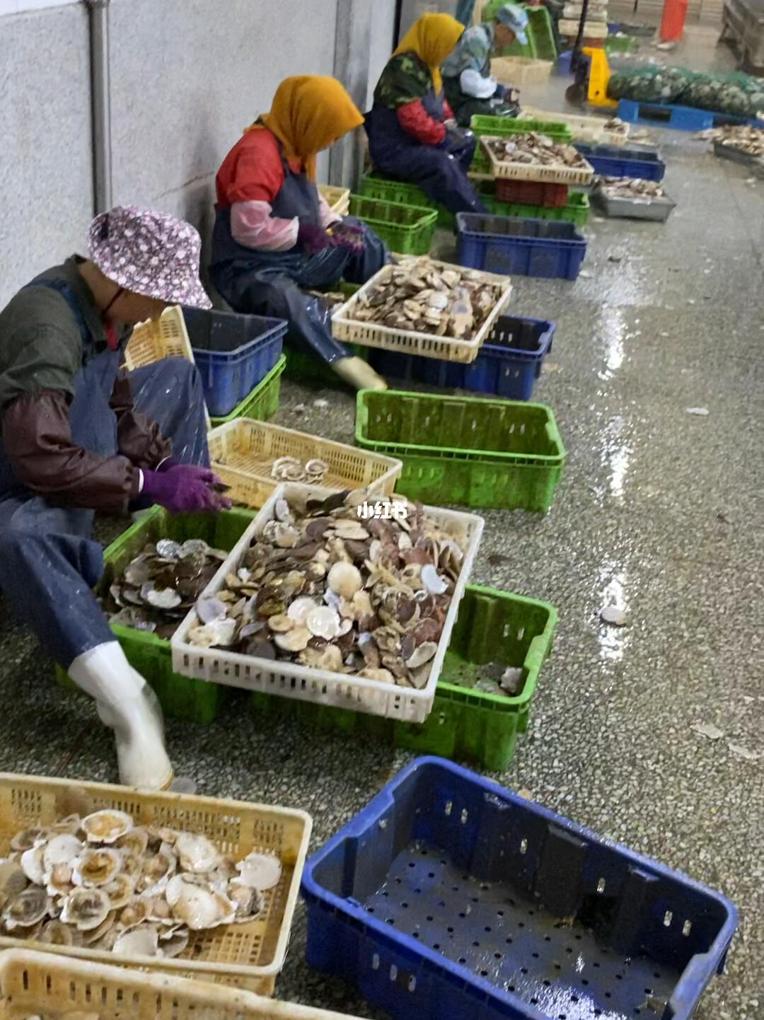 扇貝加工與進口 大連長海縣與綏芬河的產業聯動