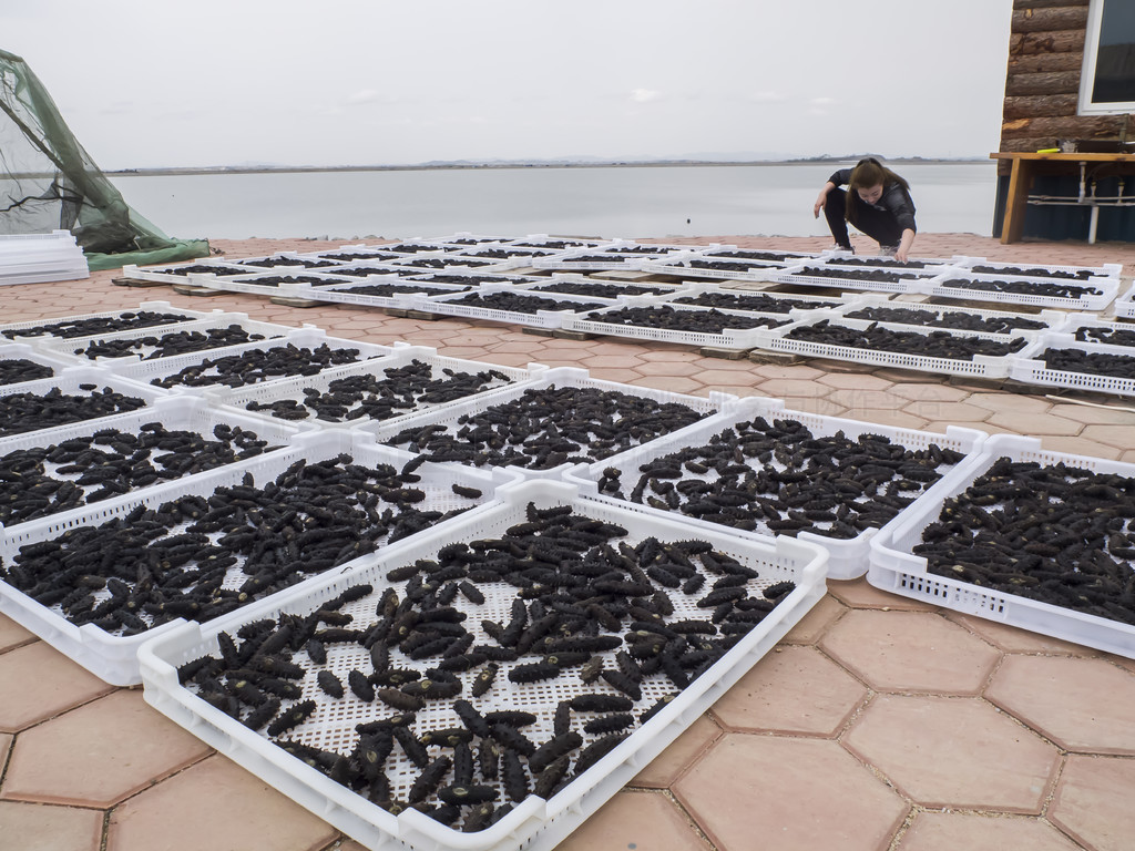 從深海到餐桌 海參養殖、加工與美食的完美融合